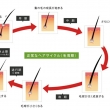 ハゲない人のサイクル